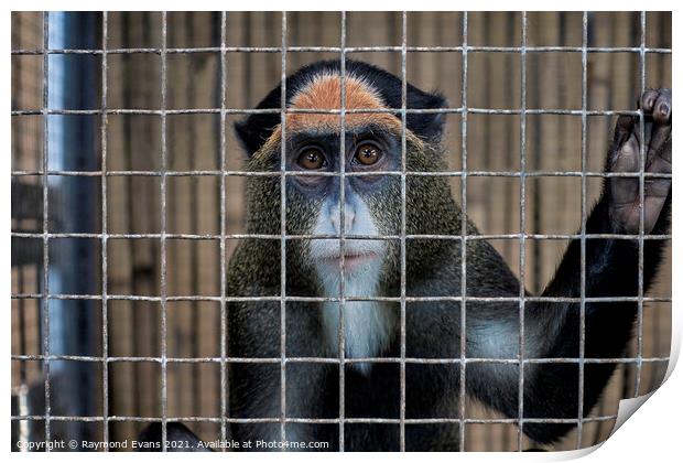 Caged animal, De Brazza's monkey, Print by Raymond Evans