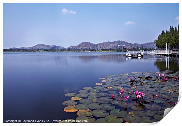 Water Lilies Print by Raymond Evans