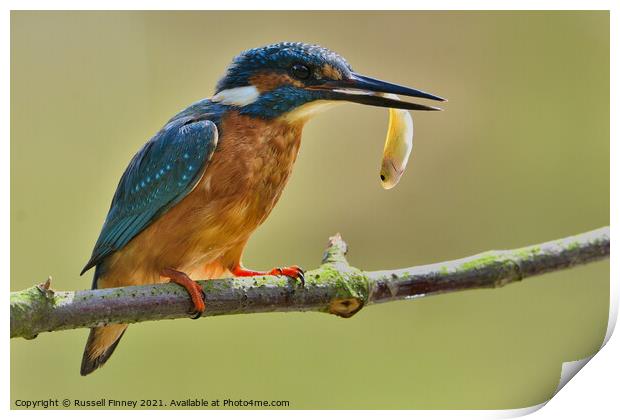 Kingfisher with a fish  Print by Russell Finney