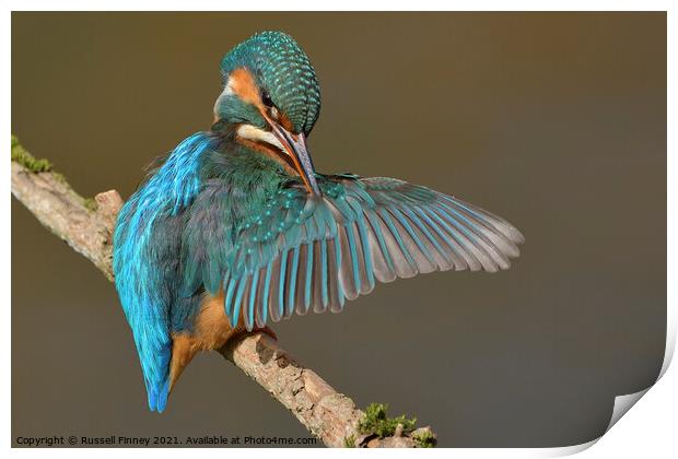 Kingfisher female preening feathers Print by Russell Finney