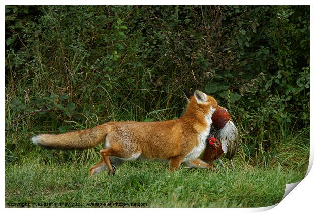 Red Fox (Vulpes Vulpes) with a pheasant Print by Russell Finney