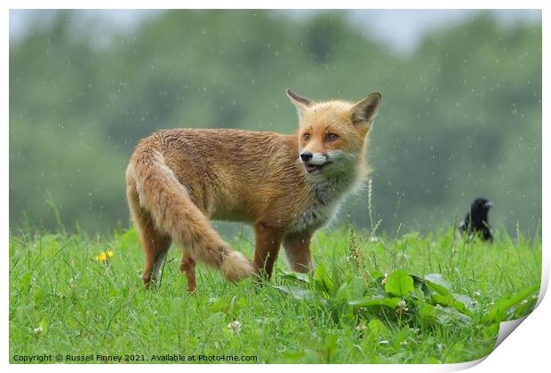 Red Fox (Vulpes Vulpes) playing in the rain Print by Russell Finney