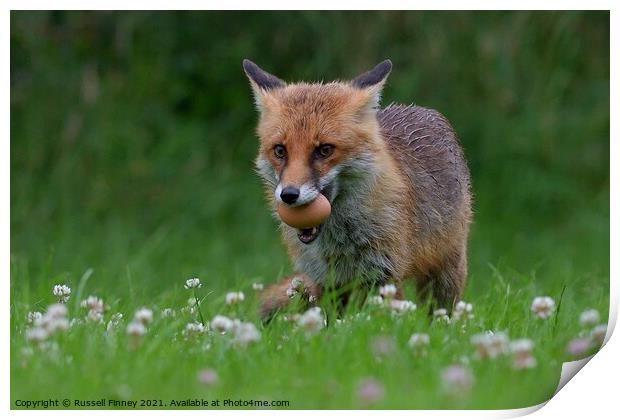 Red Fox (Vulpes Vulpes) steeling eggs Print by Russell Finney