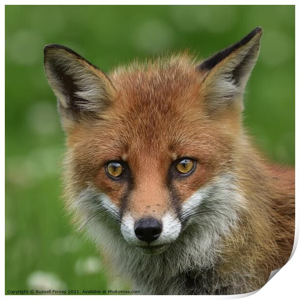 Red Fox (Vulpes Vulpes) close up  Print by Russell Finney