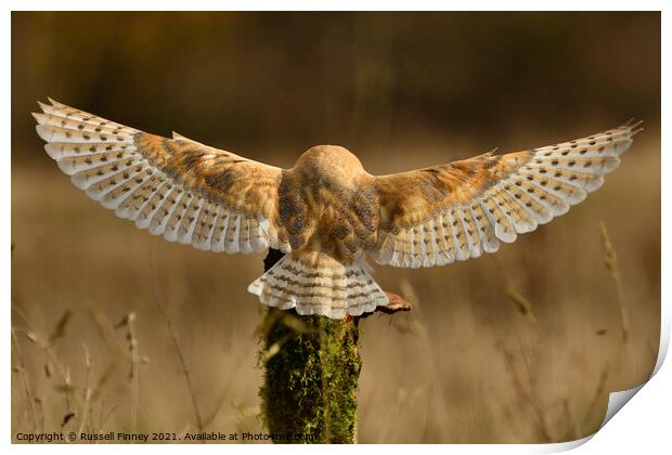 Barn Owl in flight close up  Print by Russell Finney