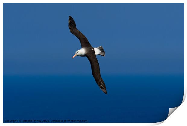 Black browed Albatross RSPB Bempton Cliffs East Yorkshire England Print by Russell Finney