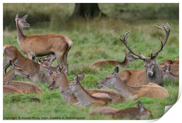 Red Deer Stags and Hinds Print by Russell Finney