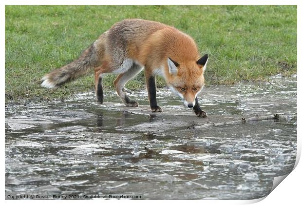 Red Fox (Vulpes Vulpes) playing on ice Print by Russell Finney