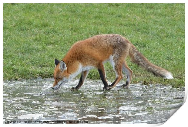 Red Fox (Vulpes Vulpes) playing on ice Print by Russell Finney