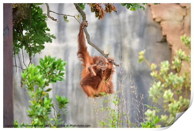 Orangutan on a branch Print by Russell Finney
