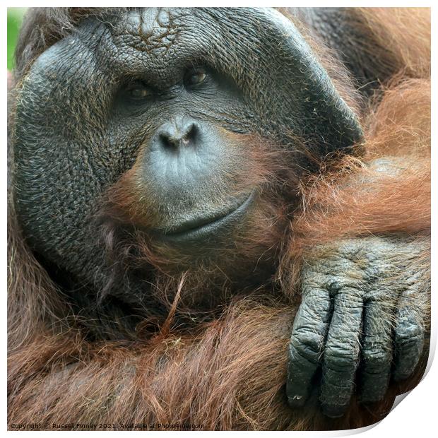 Orangutan Close up Print by Russell Finney