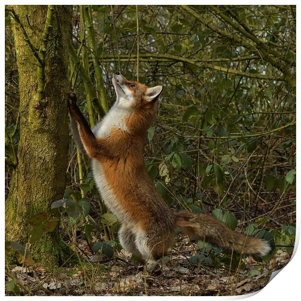 Vixen was chasing squirrels in woodland, Print by Russell Finney