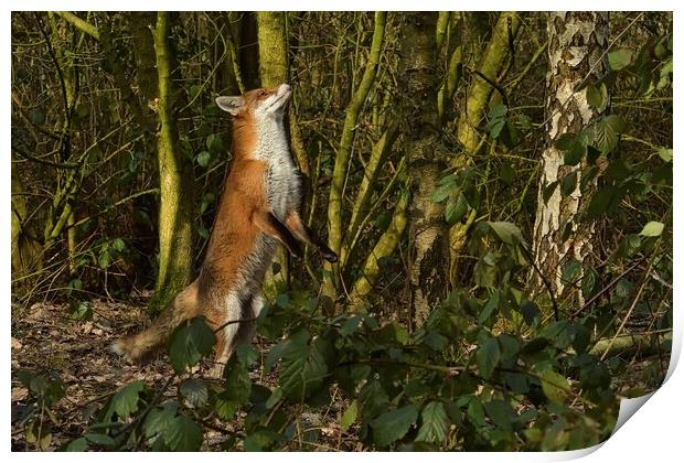 Red Fox (Vulpes Vulpes) in woodland chasing squirrels Print by Russell Finney