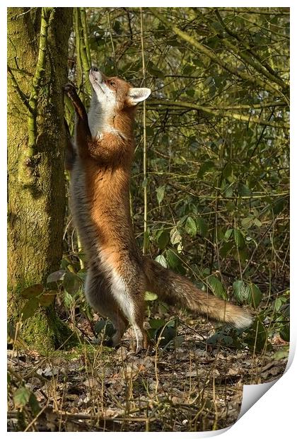 Red Fox (Vulpes Vulpes) in woodland chasing squirrels Print by Russell Finney