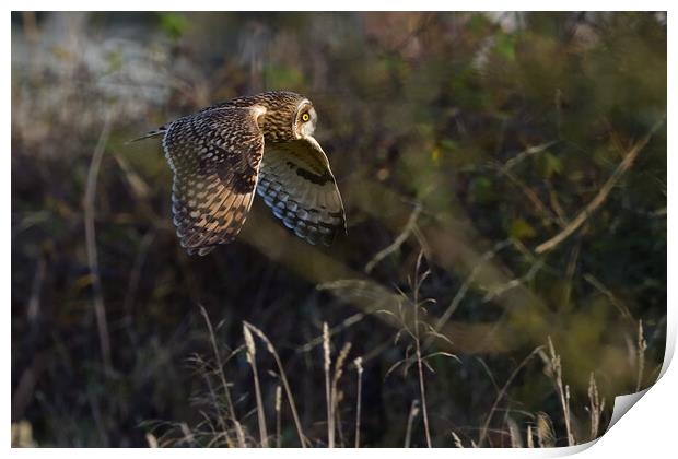Short Eared Owl quartering-hunting in a field  Print by Russell Finney