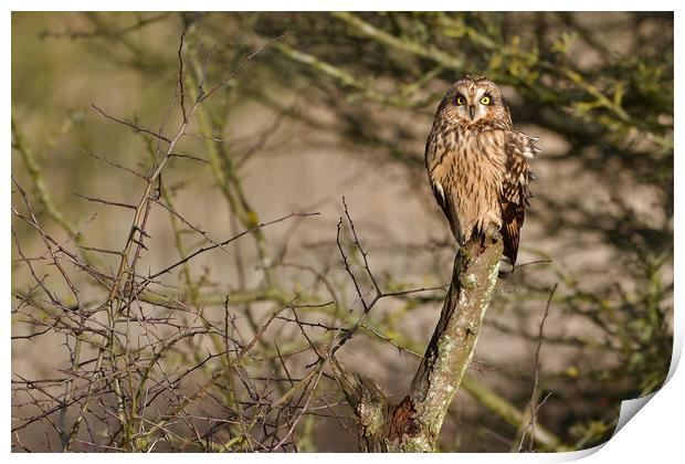 Short Eared Owl, perched on a branch Print by Russell Finney