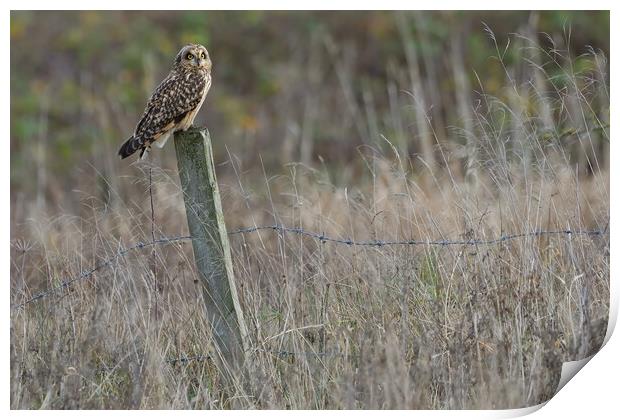 Short Eared Owl, perched on a fence post Print by Russell Finney