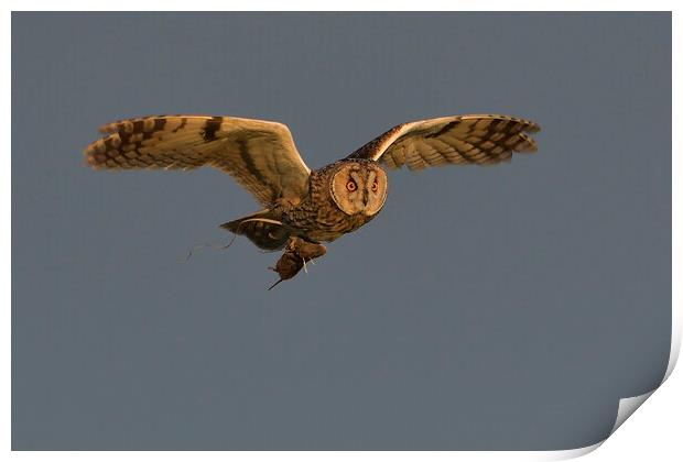 Long Eared Owl, flying with it prey  Print by Russell Finney