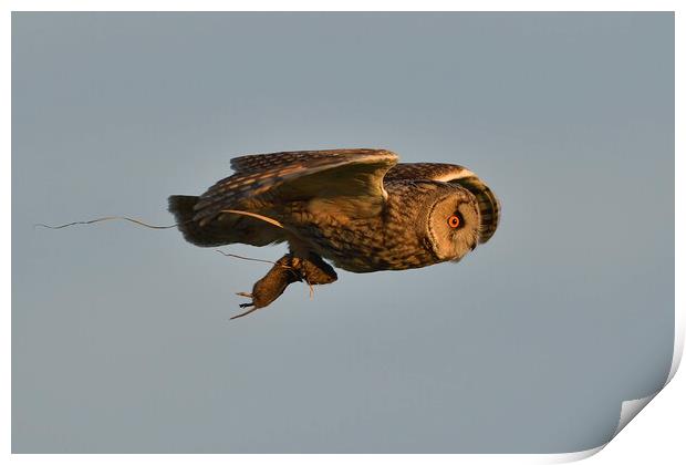 Long Eared Owl, flying with its prey-field vole Print by Russell Finney