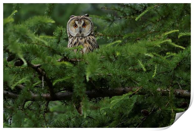 Long Eared Owl, perched in conifer tree Print by Russell Finney