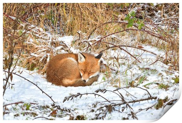 Red Fox asleep in the snow  Print by Russell Finney