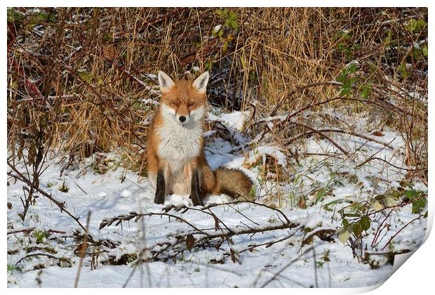 Red Fox resting in the snow  Print by Russell Finney