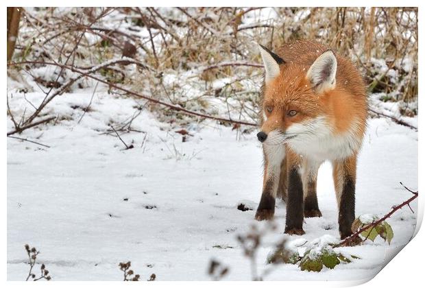 Red Fox looking for food in the snow  Print by Russell Finney
