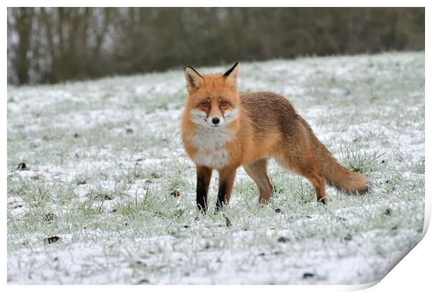 A fox in a snowy open field Print by Russell Finney