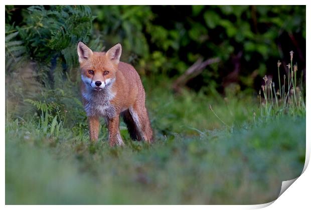 Red Fox (Vulpes Vulpes) on the edge of woodland path Print by Russell Finney