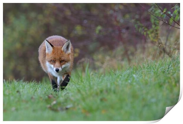 Red Fox (Vulpes Vulpes) on the edge of woodland Print by Russell Finney