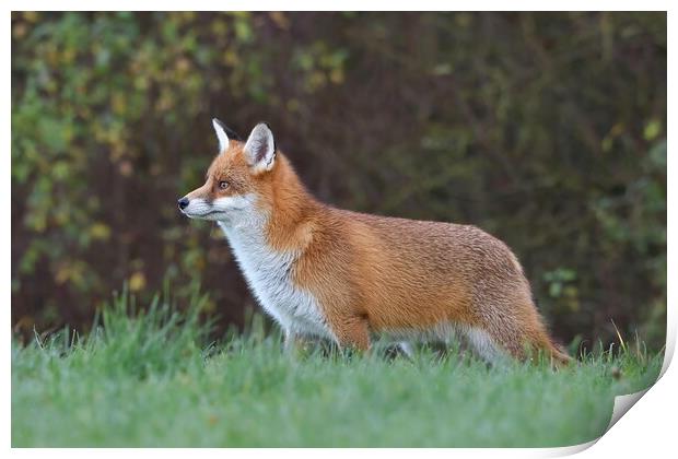 Red Fox (Vulpes Vulpes) in a lush green field  Print by Russell Finney