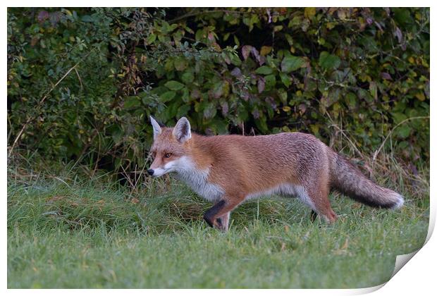 Red Fox (Vulpes Vulpes) on the edge of woodland Print by Russell Finney