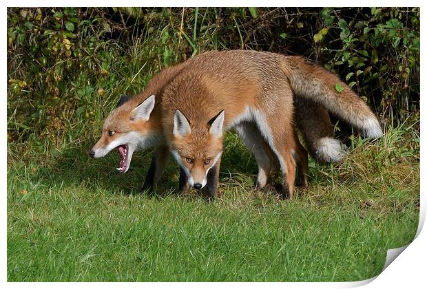 Red Fox (Vulpes Vulpes) close up playing Print by Russell Finney