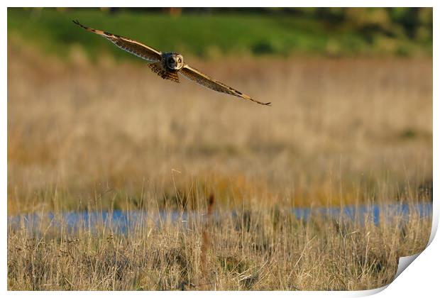 Short Eared Owl flying over field, Liverpool  Print by Russell Finney