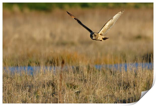 Short Eared Owl quartering field, Liverpool Print by Russell Finney