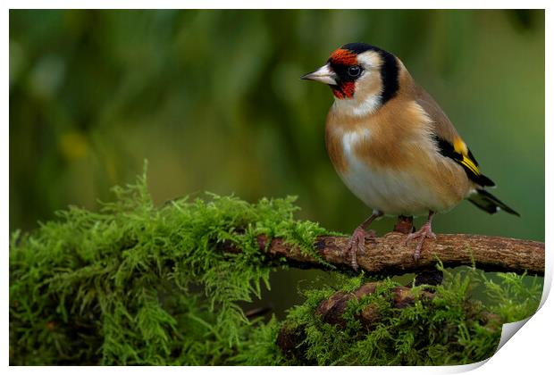 British garden bird, Goldfinch. Warrington England Print by Russell Finney