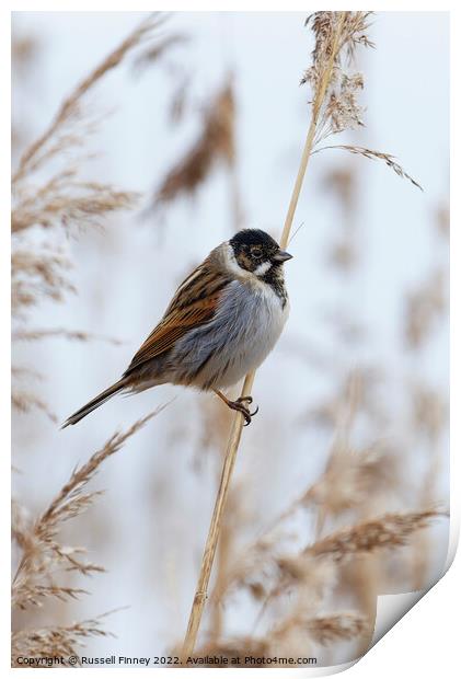 Reed Bunting on marsh reeds Print by Russell Finney