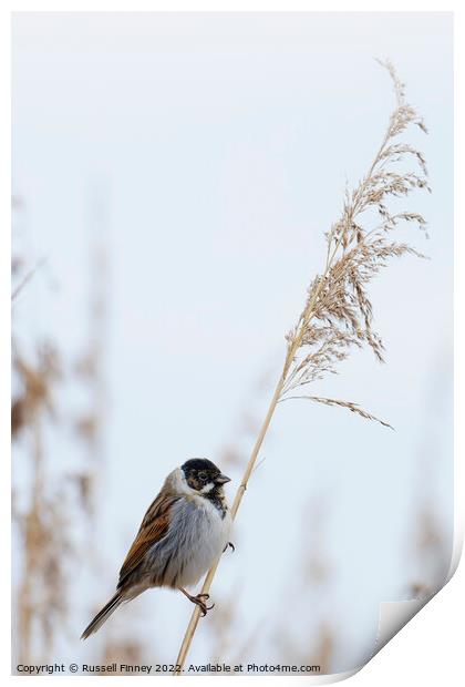 Reed Bunting on marsh reeds Print by Russell Finney