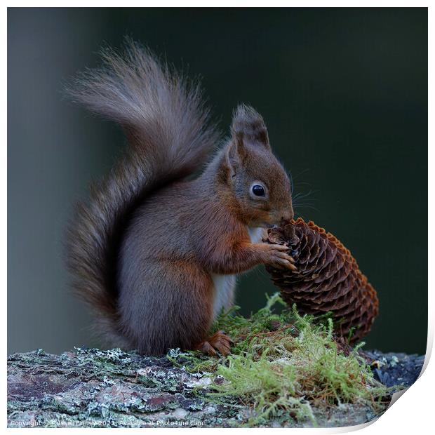 Red Squirrel Print by Russell Finney