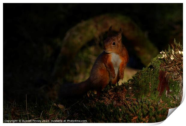 Red squirrel  Print by Russell Finney