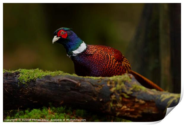 Pheasant in woodland Print by Russell Finney