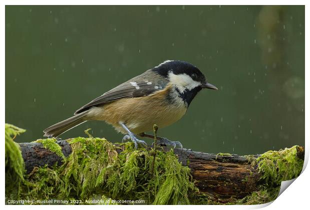 Coal tit, woodland bird Print by Russell Finney