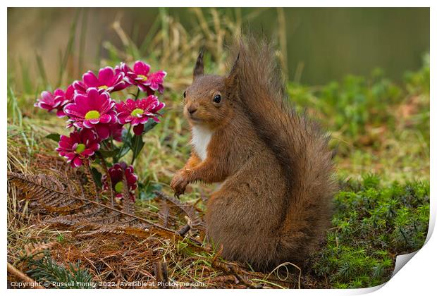 Red Squirrel near flowers in woodland Print by Russell Finney