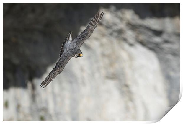 peregrine falcon Print by Russell Finney
