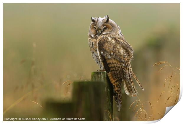 Long Eared Owl resting in the morning mist Print by Russell Finney