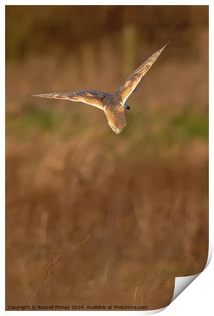 Barn Owl, Tyto alba, quartering a field hunting Print by Russell Finney