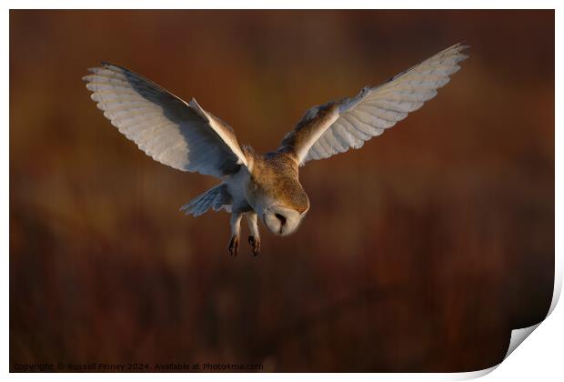 Barn Owl Tyto alba quartering a field hunting Print by Russell Finney