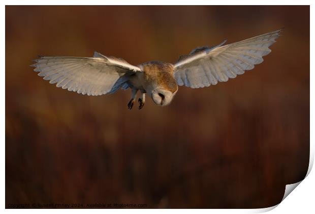 Barn Owl Tyto alba quartering a field hunting Print by Russell Finney