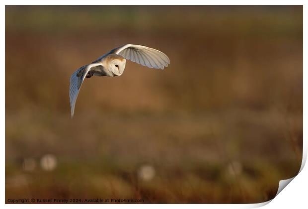 Barn Owl Tyto alba quartering a field hunting Print by Russell Finney