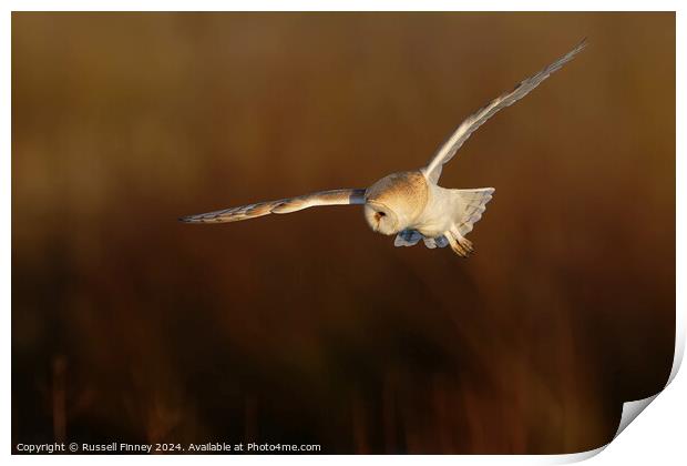 Barn Owl Tyto alba quartering a field hunting Print by Russell Finney